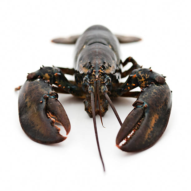 Lobster - 500g